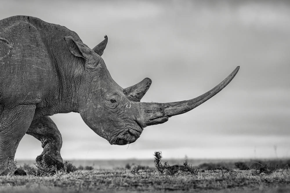 Composing the Wild: A Love Story Etched in Light and&nbsp;Shadows